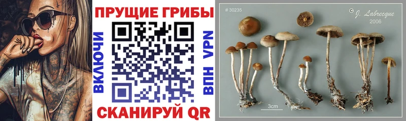 Галлюциногенные грибы Psilocybe  Купить где  Кизляр 